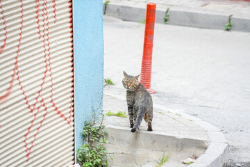 Obraz premium Cute tabby cat walking while looking back at the crossroads.