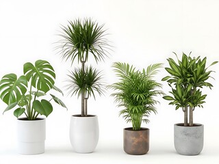 Four Potted Plants in Different Containers on White Background indoor plants white pot