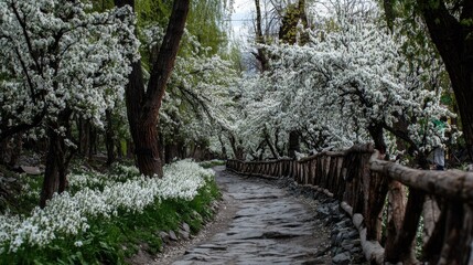 Picturesque pathway winds through a dense forest canopy adorned with abundant white blossoms