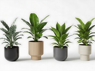 Four Green Plants in Different Colored Pots on White Background green leaves black pot