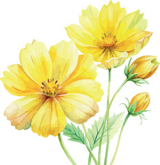 Elegant Yellow Cosmos Floral Bloom Botanical Hand Painted Watercolor Vector Illustration