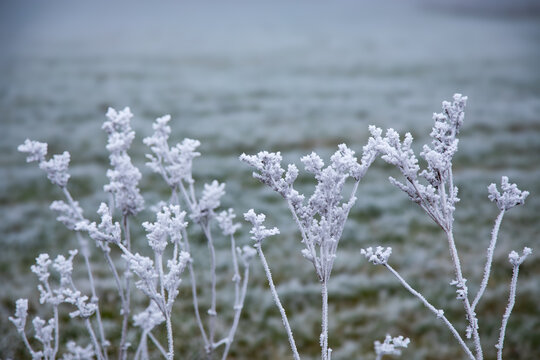 Gr&auml;ser und Bl&uuml;ten im Frost - 1