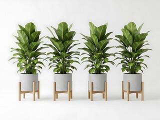 Four Green Plants in Gray Pots on Wooden Stands four plants green leaves indoor plants