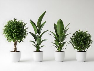 Four Green Plants in White Pots Against White Background indoor foliage