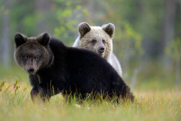 Two brown bear cub in the autumn scenery © Erik Mandre