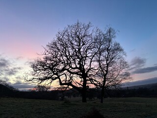 Lake District Tree at sunset