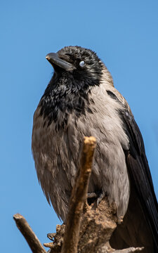 Low Angle Close Up of Hooded Crow Perched on Dead Branch
