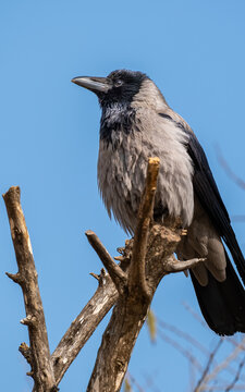 Low Angle Close Up of Hooded Crow Perched on Dead Branch