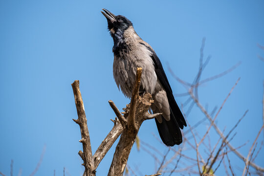 Hooded Crow Cawing Loudly While Perched on a Dry Tree Branch