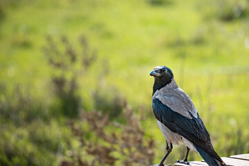 Obraz premium Hooded Crow (Corvus cornix) perched in natural environment, wildlife portrait.