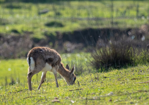 Wild Gazelle grazing in a green field, nature wildlife shot.