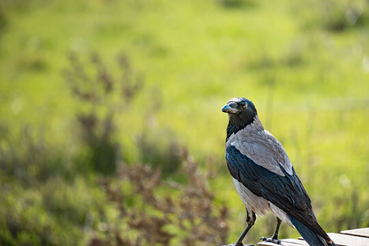 Hooded Crow (Corvus cornix) perched in natural environment, wildlife portrait.