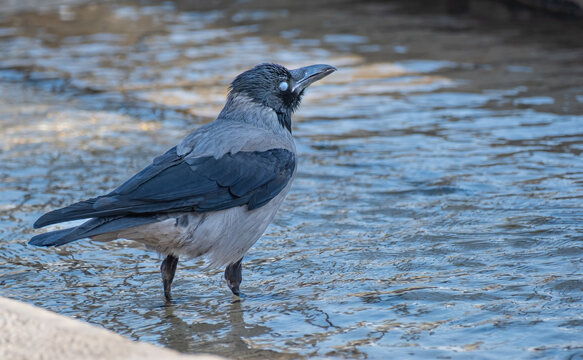 Hooded Crow Standing in Shallow Water Cooling Off