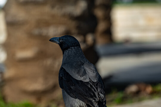 Hooded Crow (Corvus cornix) perched in natural environment, wildlife portrait.