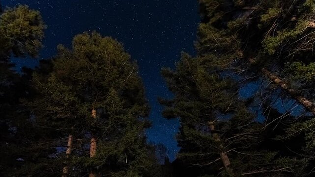 Stars timelapse over pine trees