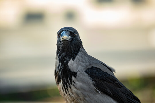 Hooded Crow (Corvus cornix) perched in natural environment, wildlife portrait.