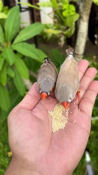 Zebra finches feeding from a human hand outdoors