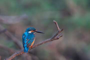 Fototapeta premium kingfisher on a branch