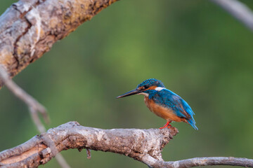 Fototapeta premium kingfisher on branch