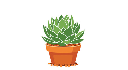 Fototapeta premium Beautiful green succulent plant with many pointed leaves grows in a small orange terracotta pot with stones.