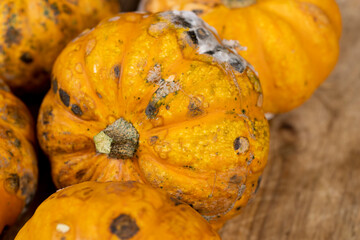 yellow pumpkins completely covered with dangerous mold, spoiled pumpkins that have begun to rot and become covered with mold