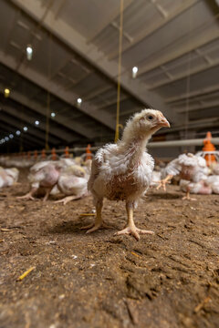 Young poultry broilers at a poultry farm,fat chickens in a large industrial enterprise in the field of poultry farming