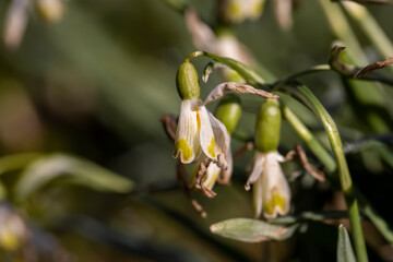 the last flowers of white snowdrops in the spring season, the last wild flowers of snowdrops at the time of blooming in nature