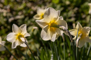 a flowerbed with beautiful fresh daffodils in the summer, a few daffodils in the garden in sunny summer weather