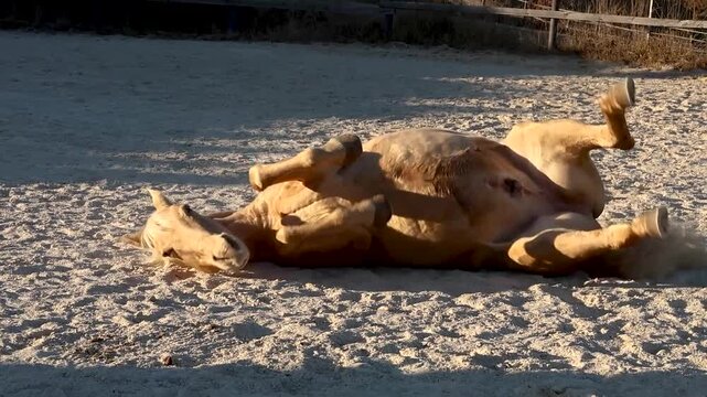Palomino Caballo Deporte Espanol gelding rolling and relaxing on a sandy riding arena during free movement