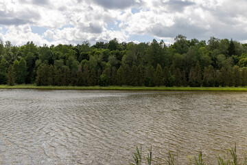 big river with dirty muddy water in the summer season in the park, trees growing near the river