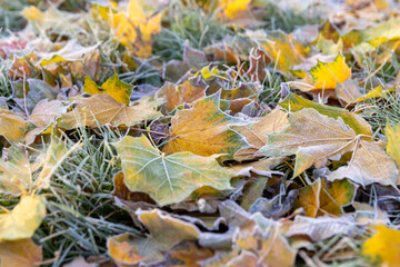 foliage with frost after night frosts on the green grass in the frost, sunrise in the park in the autumn season with green grass and yellow maple foliage in the frost in the sunlight