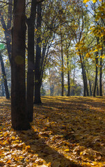 sunrise in the park with autumn foliage in sunny weather, beautiful autumn nature in the park with deciduous trees and lots of maple trees with yellow foliage