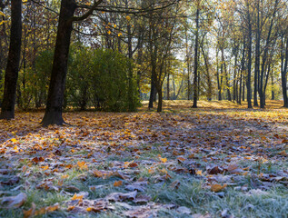 autumn at the end of October with falling leaves and trees partially with yellow and orange foliage during the fall of leaves, beautiful autumn nature in the park