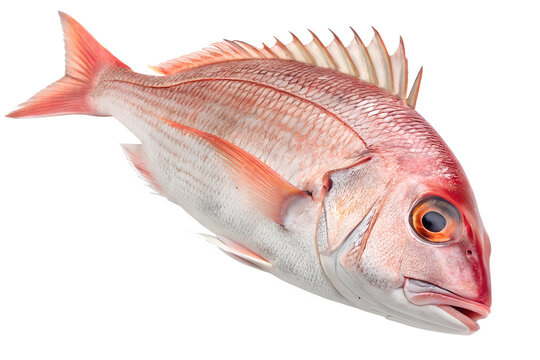 Red Snapper Fish Identification Guide