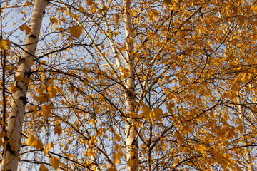 beautiful autumn birch foliage against a blue sky background in sunny weather, blue bright sky and bright beautiful orange or yellow birch foliage during leaf fall