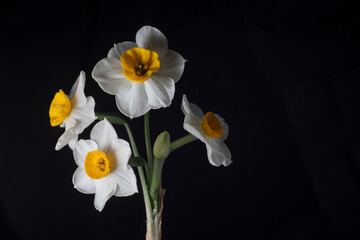 Obraz premium Fragrant White & Gold Narcissus Bulbs - Daffodil Canaliculatus