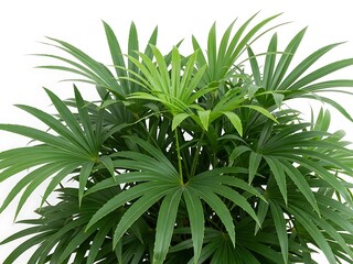 Fototapeta premium Lush Green Palm Plant with Long Leaf Fronds Against White Background tropical indoor plant
