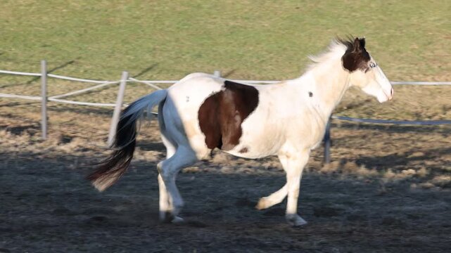 Young Paint Horse gelding trotting across a winter pasture, briefly slipping on frozen ground and regaining balance