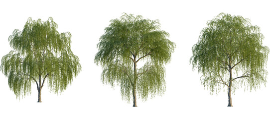 Salix babylonica Tree front, elevation view, cutout, isolate, Three beautiful green weeping willow trees on a transparent background, perfect for design and decoration projects © Peter Hai