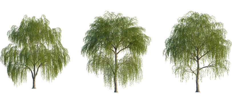 Salix babylonica Tree front, elevation view, cutout, isolate, Three beautiful green weeping willow trees on a transparent background, perfect for design and decoration projects