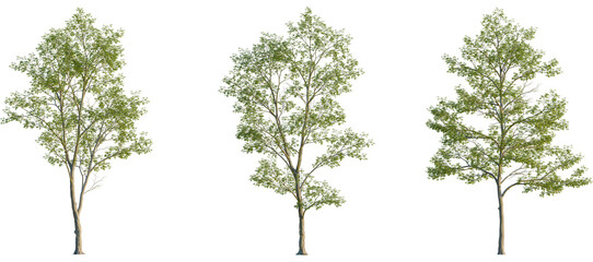 Obraz premium Tilia mongolica Tree front, elevation view, cutout, isolate, Three green trees on transparent background for design and decoration