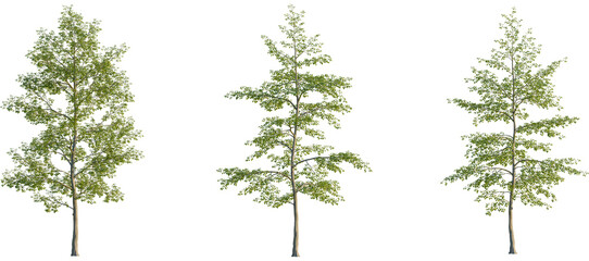 Obraz premium Tilia mongolica Tree front, elevation view, cutout, isolate, Three green trees on a transparent background, perfect for design and decoration