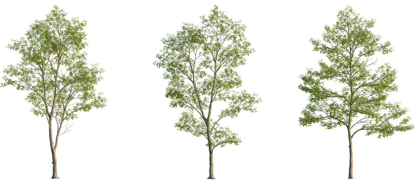 Tilia mongolica Tree front, elevation view, cutout, isolate, Three green trees on transparent background for design and decoration
