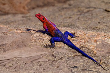 Agama Lizard on the rock