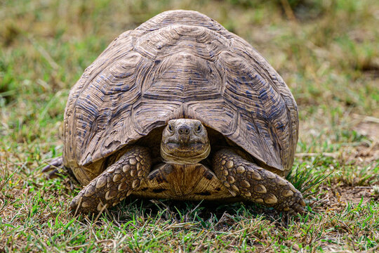 Leopard tortoise in the grass