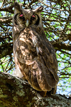 Owl with pink eyelid