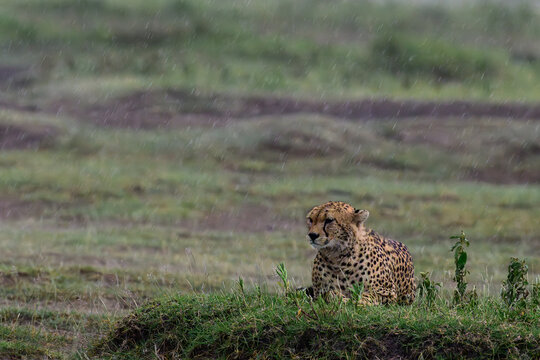cheetah in serengeti national park