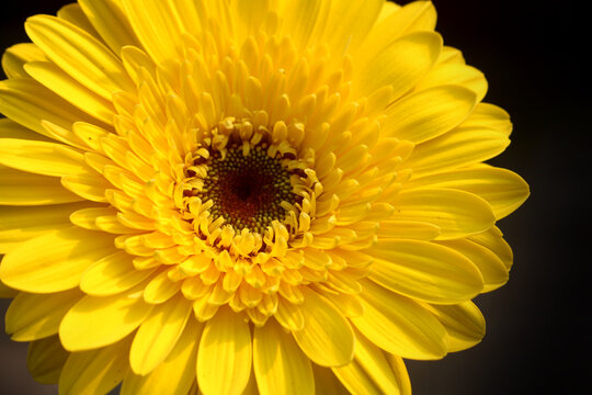 Closeup image of  Zinnia flower.