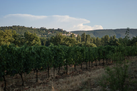 Des vignes devant le village proven&ccedil;al de Bonnieux dans le Luberon au sud de la France