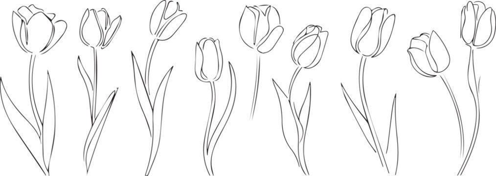 tulip garden illustration eight tulip outline clipart vector set